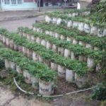 Mungkinkah Ruralisasi Terjadi ?! 20170418_141629