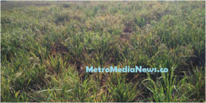 Petani Subang Gagal Panen, Swasembada Pangan Terancam