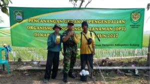 Tanggap Darurat Serangan Hama Wereng, IPB Buka Klinik di Subang