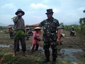 BABINSA Di Kabupaten Cianjur Turut Serta Wujudkan SWASEMBADA Pangan