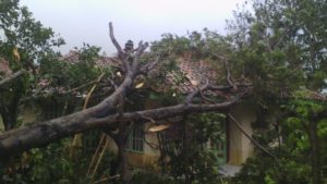 4 Rumah Warga Rusak Parah Akibat Tertimpa Pohon Tumbang