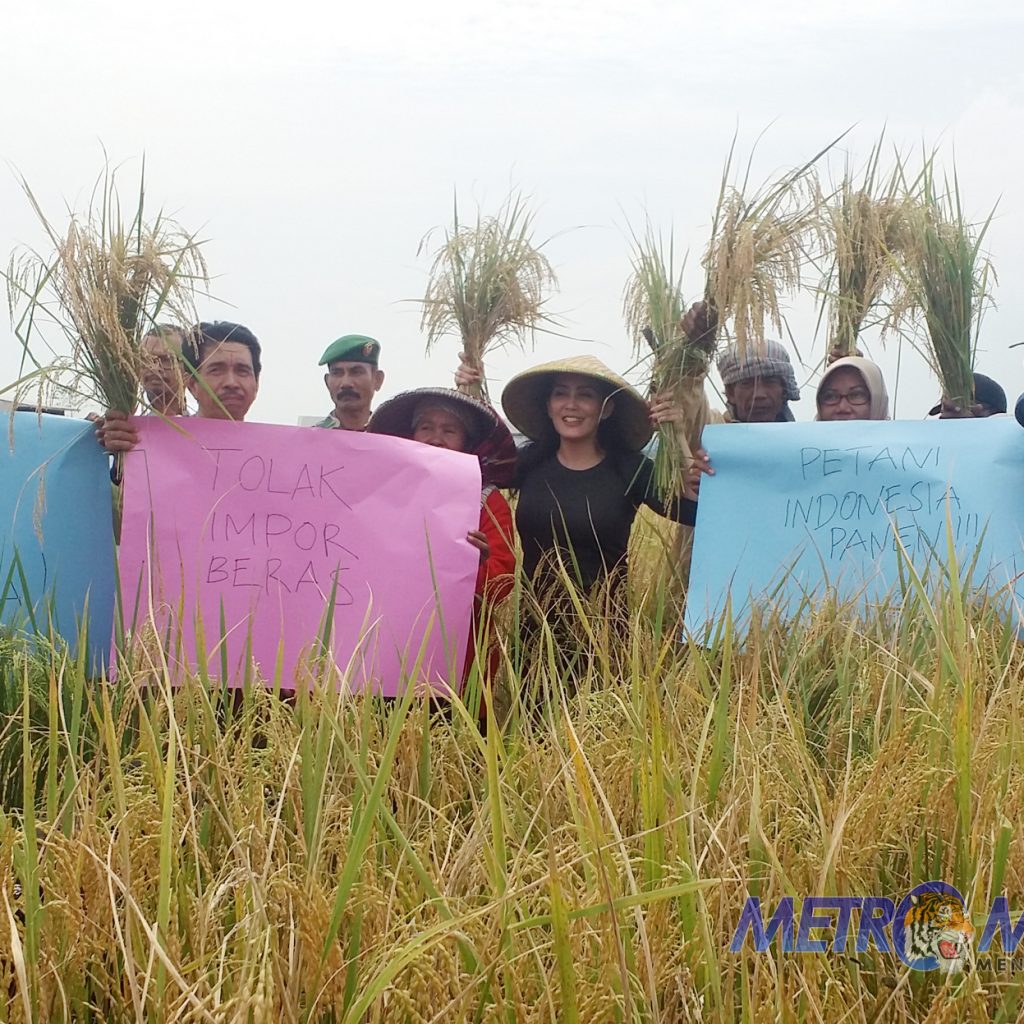 Rieke Diah Pitaloka Bersama Petani Karawang Tolak Impor Beras