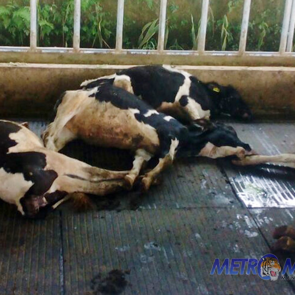 Diduga Keracunan, Puluhan Ekor Sapi Perah Mati Mendadak