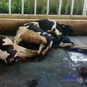 Diduga Keracunan, Puluhan Ekor Sapi Perah Mati Mendadak