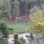 Warga Gunungsari Sesalkan Penebangan Kayu Tak Dilibatkan
