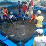 Budidaya Ikan Kerapu Pangandaran Semakin Menjanjikan CYMERA_20180222_221623
