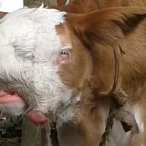 Heboh, Anak Sapi Lahir Wajahnya Mirip Manusia