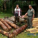 Polhut Sita Kayu Hutan Lindung di Penggergajian