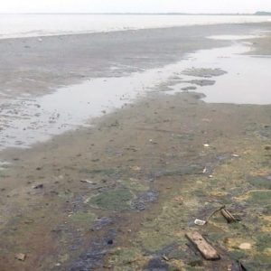 Anggota Dewan dari Fraksi PKB Minta Limbah di Pantai Karawang Segera Ditangani