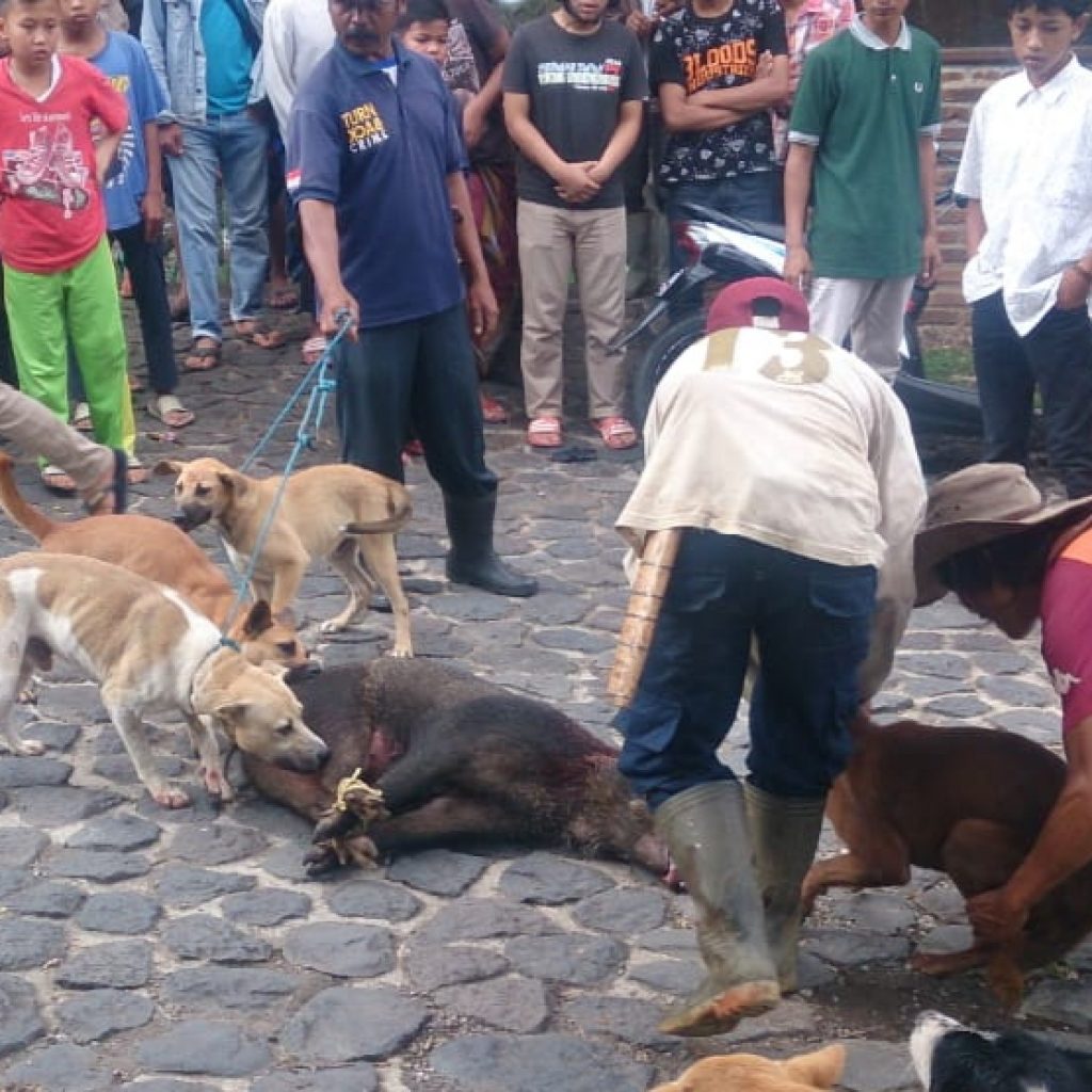 Warga Desa Palasari Digegerkan Kemunculan Seekor Babi Hutan