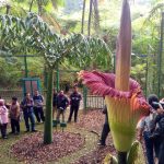 Bunga Bangkai Mekar di KRC Menarik Perhatian Wisatawan IMG-20190305-WA0038.jpg