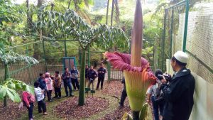 Bunga Bangkai Mekar di KRC Menarik Perhatian Wisatawan