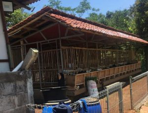 Satpol PP Bersama CAI Segel Peternakan Domba Ilegal