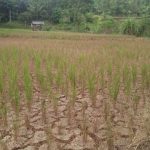 Kekeringan Melanda Kecamatan Naringgul, 15 Hektar Sawah Alami Gagal Panen IMG-20190711-WA0006.jpg
