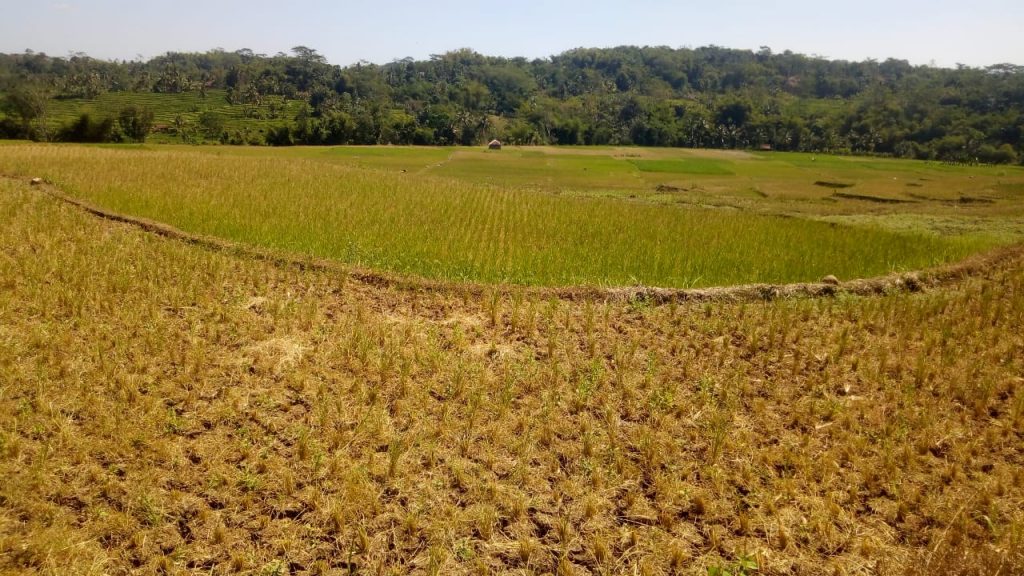 Petani Padi Resah, Tiga Kampung di Kadupandak Dilanda Kekeringan