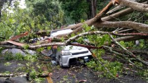 Hujan Deras, Mobil Rusak Tertimpa Pohon Tumbang