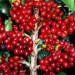 Masyarakat Bandar Agung Mulai Budayakan Kopi Petik Merah IMG-20200814-WA0015.jpg