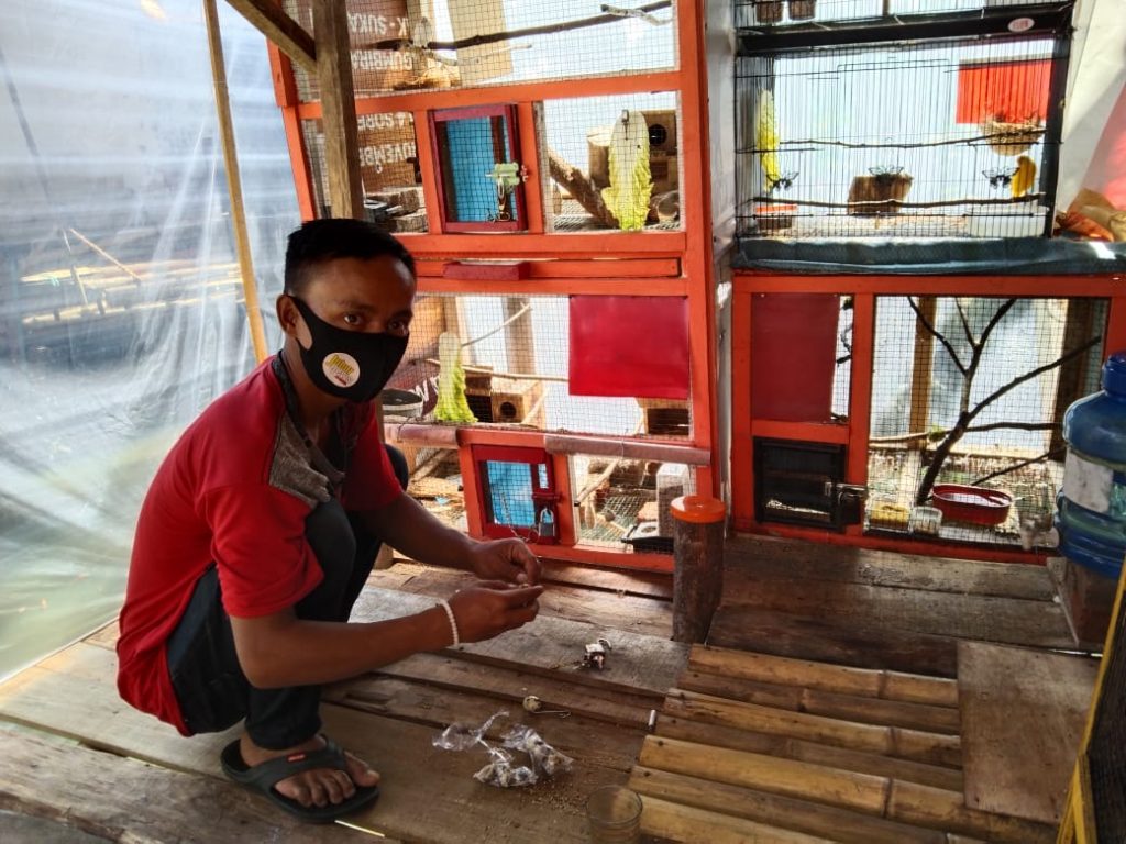 Budidaya Burung Kenari, Raih Untung di Masa Pandemi Covid-19