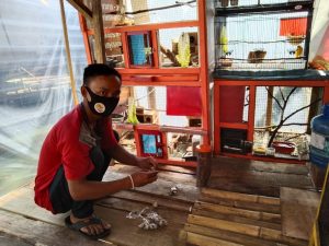 Budidaya Burung Kenari, Raih Untung di Masa Pandemi Covid-19