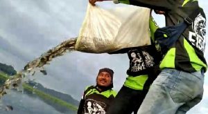 Pulihkan Ekosistem, Komunitas Mancing BMWC Tanam Ribuan Benih Ikan