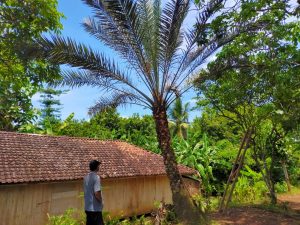 Heboh, Ada Pohon Kurma Tumbuh Subur dan Berbuah Lebat di Naringgul