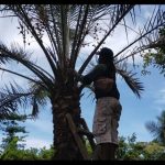 Pohon Kurma Tumbuh di Naringgul, Ini Penjelasan Si Pemilik IMG-20210328-WA0006.jpg