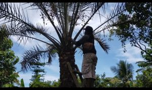 Pohon Kurma Tumbuh di Naringgul, Ini Penjelasan Si Pemilik