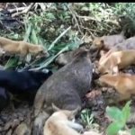 Kerap Merusak Tanaman, Warga Buru Babi Hutan IMG-20210605-WA0057.jpg