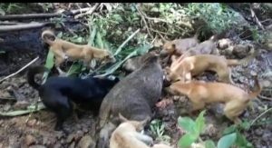 Kerap Merusak Tanaman, Warga Buru Babi Hutan