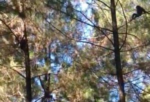 Ada Penampakan 10 Ekor Owa Jawa di Kawasan Wisata Gunung Pabeasan