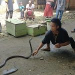 Keseharian Hendri Sebagai Pawang Ular, Setiap Harinya Merawat dan Melatih Ular IMG-20210618-WA0033.jpg