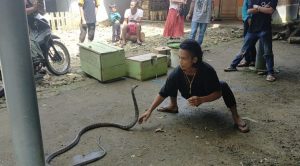 Keseharian Hendri Sebagai Pawang Ular, Setiap Harinya Merawat dan Melatih Ular