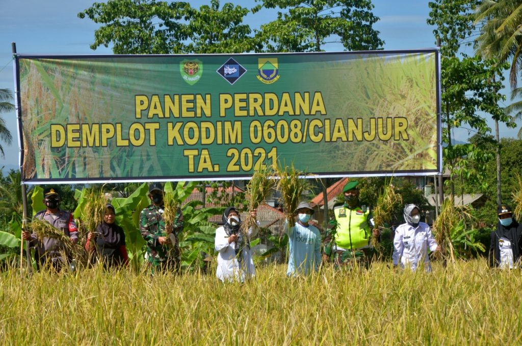 Wujudkan Program Ketahanan Pangan, Dandim 0608/Cianjur Panen Raya Demplot Padi di Cugenang