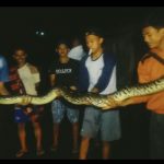 Warga Cibodas Beramai Ramai Tangkap Seekor Ular Sanca Kembang Yang Muncul Dekat Bangunan Pengilingan Padi IMG-20211111-WA0004.jpg