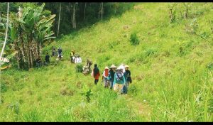 Petani Daun Sereh Wangi di Desa Sukamulya Cikadu Butuh Perhatian Pemerintah