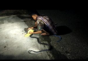 Heboh, Ular King Cobra Ditemukan Didalam Kamar Tidur