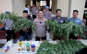 Polres Cianjur Ungkap Penemuan Ladang Ganja di Kecamatan Campaka