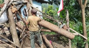 Petugas Perhutani RPH Cidaun Angkut Kayu Produksi Tebangan dengan Seling Pox Rakitan