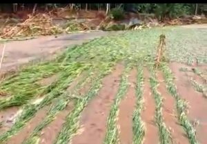 Banjir Bandang, Hektaran Sawah dan Kebun Warga Sukaluyu Rusak Parah