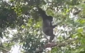 Surga Tersembunyi di Jawa Barat, Owa Jawa Kembali Nampak di Wisata Alam Gunung Pabeasan
