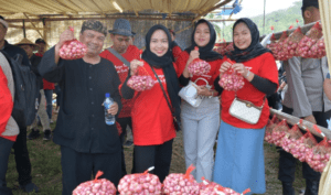 Bupati Cianjur Hadiri Panen Perdana Kampung Bawang Merah Cibodas