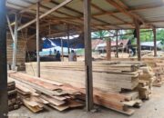 Merasa Kebal Hukum, Sawmil Kayu di Langkahan Aceh Utara Milik “Mukim” Diduga Ilegal