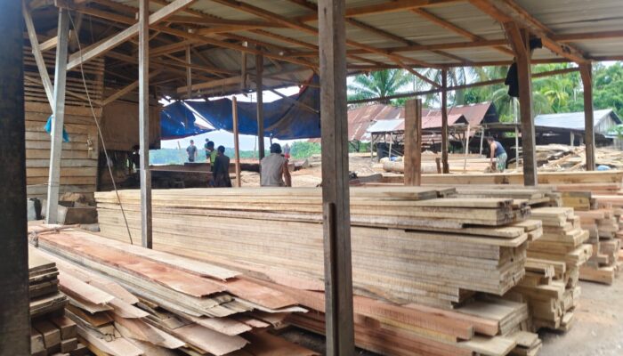 Merasa Kebal Hukum, Sawmil Kayu di Langkahan Aceh Utara Milik “Mukim” Diduga Ilegal