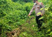 Seekor Sapi Milik Warga Indra Makmur Aceh Timur Diduga Dimangsa Harimau