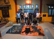 Polres Aceh Utara Tangkap Pelaku Penjual Kulit Harimau dan Beruang