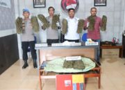 Polres Langsa Amankan 10 Kilogram Ganja, 3 Tersangka Berhasil Ditangkap