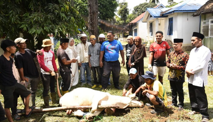 Camat Siabu Dampingi Korwasis Sembelih dan Salurkan Hewan Kurban Bantuan PT Sorik Mas Mining