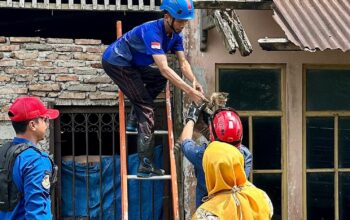 Dua Hari Hilang, Anak Kucing di Pemalang Bikin Geger Usai Nongkrong di Atap Gudang