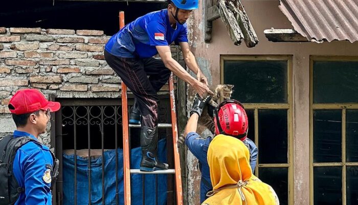 Dua Hari Hilang, Anak Kucing di Pemalang Bikin Geger Usai Nongkrong di Atap Gudang