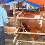 Jelang Hari Raya Iduladha, Penjualan Hewan Kurban di Pemalang Mulai Ramai Hewan Kurban